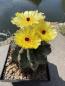 Preview: Notocactus spec.